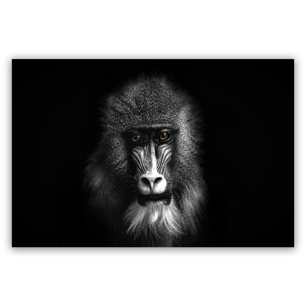 Aap Zwart Wit