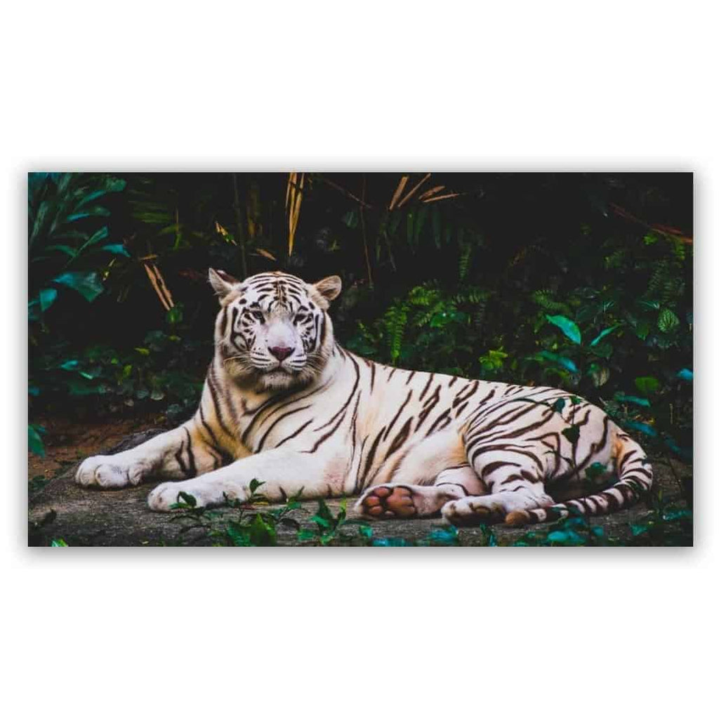 White Tiger 1